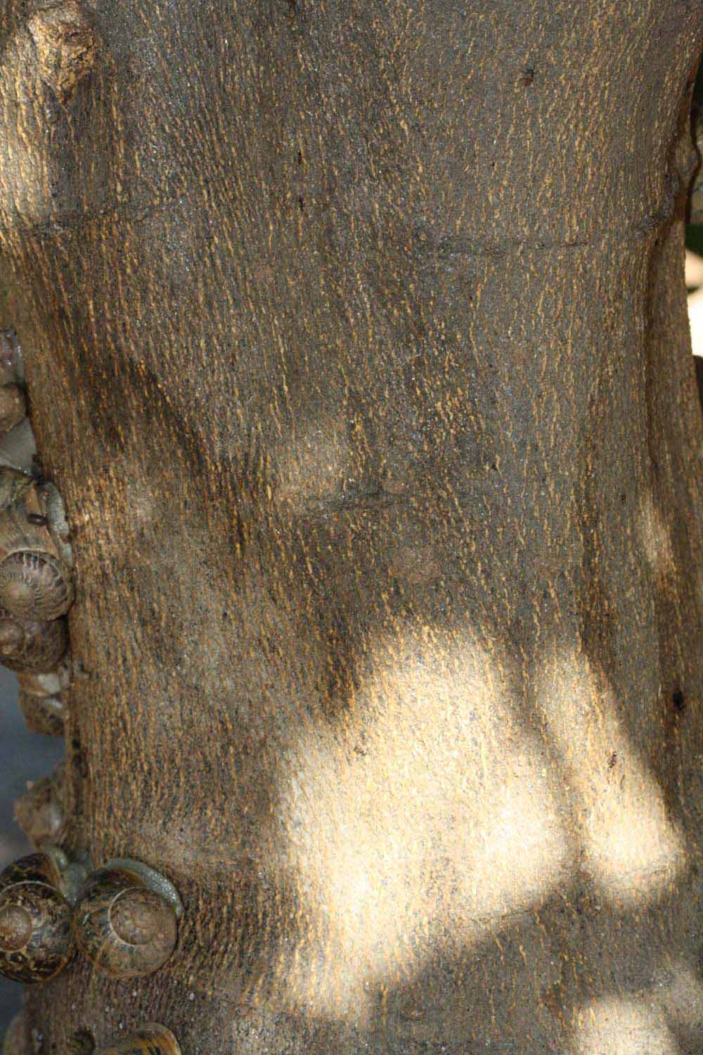            Bark (Riverside, CA)   